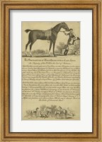 Framed Horse Portraiture VII