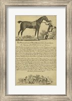 Framed Horse Portraiture VII