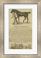 Framed Horse Portraiture VIII