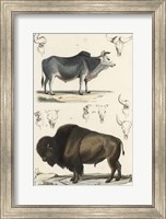 Framed Antique Cow & Bison Study