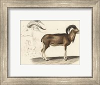 Framed Antique Antelope & Ram Study