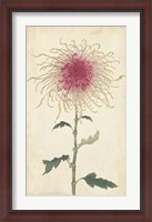 Framed Elegant Chrysanthemums I