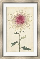 Framed Elegant Chrysanthemums I
