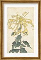 Framed Elegant Chrysanthemums II