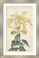 Framed Elegant Chrysanthemums II