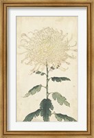 Framed Elegant Chrysanthemums III