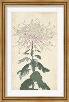 Framed Elegant Chrysanthemums IV