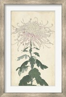 Framed Elegant Chrysanthemums IV