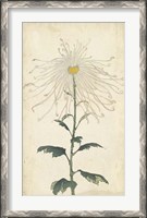 Framed Elegant Chrysanthemums V
