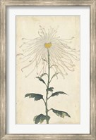 Framed Elegant Chrysanthemums V