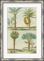 Framed Histoire Naturelle Tropicals I