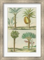 Framed Histoire Naturelle Tropicals I