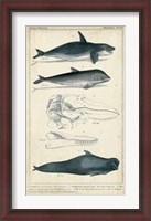 Framed Antique Whale & Dolphin Study I