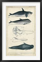 Antique Whale & Dolphin Study I Framed Print