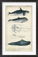 Framed Antique Whale & Dolphin Study I