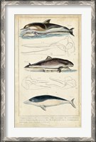 Framed Antique Whale & Dolphin Study II