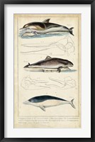 Antique Whale & Dolphin Study II Framed Print