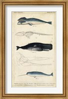 Framed Antique Whale & Dolphin Study III