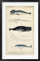 Antique Whale & Dolphin Study III Framed Print