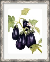 Framed Watercolor Eggplant