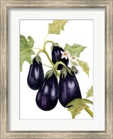 Framed Watercolor Eggplant