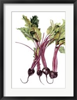 Framed Watercolor Beets