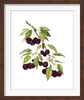 Framed Watercolor Cherries