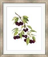 Framed Watercolor Cherries