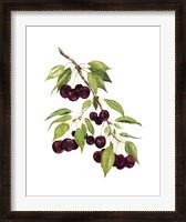 Framed Watercolor Cherries