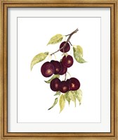 Framed Watercolor Plums