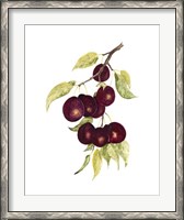 Framed Watercolor Plums