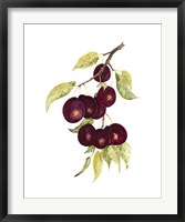 Framed Watercolor Plums