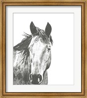 Framed Wildlife Snapshot: Horse I