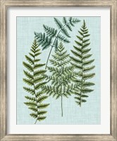 Framed Spa Ferns II