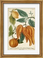 Framed Exotic Citrus I