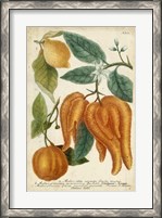 Framed Exotic Citrus I