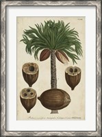 Framed Vintage Tropicals I