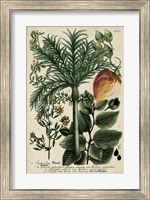 Framed Vintage Tropicals III