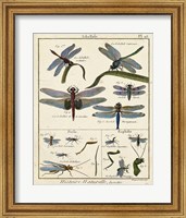 Framed Histoire Naturelle Insects I