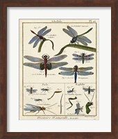 Framed Histoire Naturelle Insects I