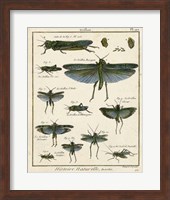 Framed Histoire Naturelle Insects II