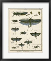Framed Histoire Naturelle Insects II