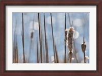 Framed Light Dance on Cattails I