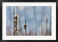 Light Dance on Cattails II Framed Print