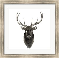 Framed Western Animal Study V