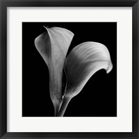 Framed Calla Lilies Black and White