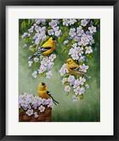 Framed Goldfinch Blossoms