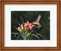 Framed Ruby's Day Lily