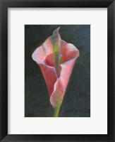 Framed Pink Cala Lily