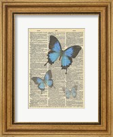 Framed Secret Butterfly I